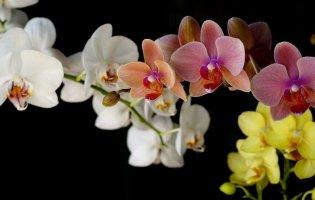 Допоможіть орхідеї пустити коріння