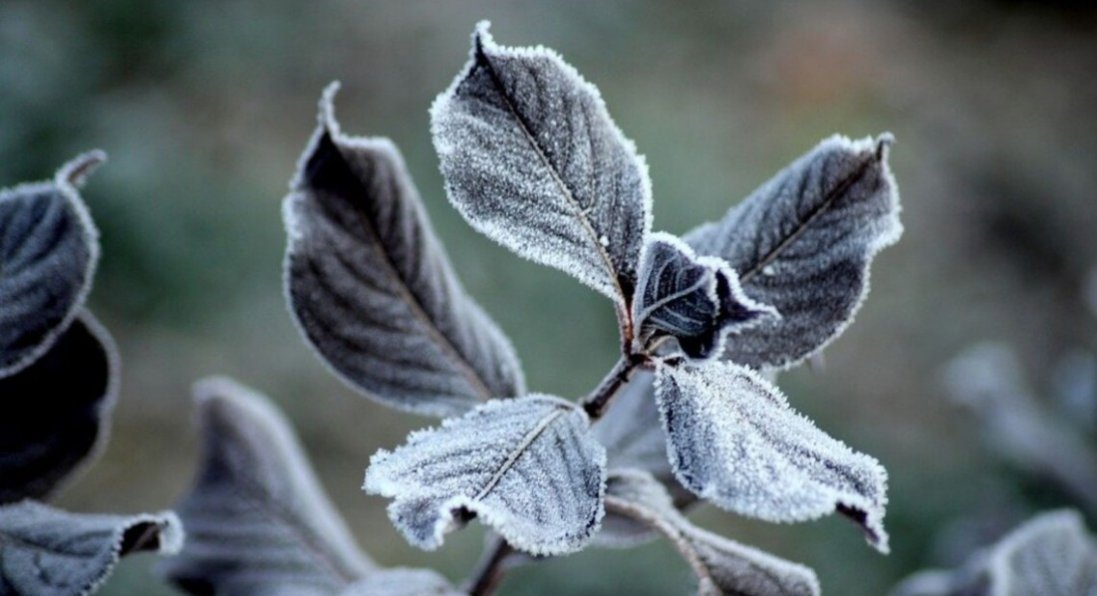В Україні прогнозують заморозки в ніч на 4 жовтня