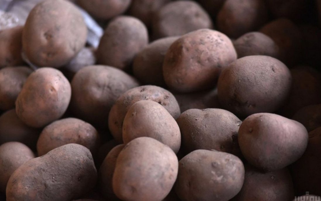 Небезпечне захворювання: на Волині у врожаю картоплі виявили рак