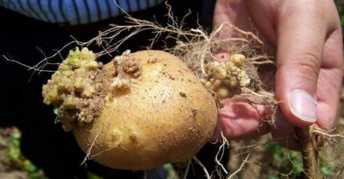 На Волині картопля заражена раком: чи можна її їсти, -  фахівці Держпродспоживслужби