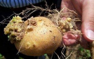 На Волині картопля заражена раком: чи можна її їсти, -  фахівці Держпродспоживслужби