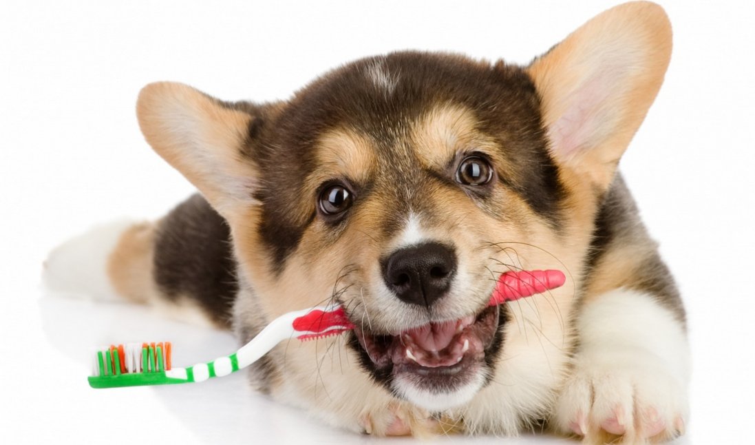 Правильний догляд за зубами собаки