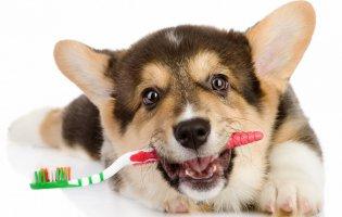 Правильний догляд за зубами собаки