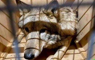 У «Борисполі» трьох вовків хотіли вивезти під виглядом собак