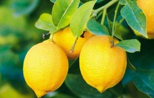 Выращивание лимона в домашних условиях