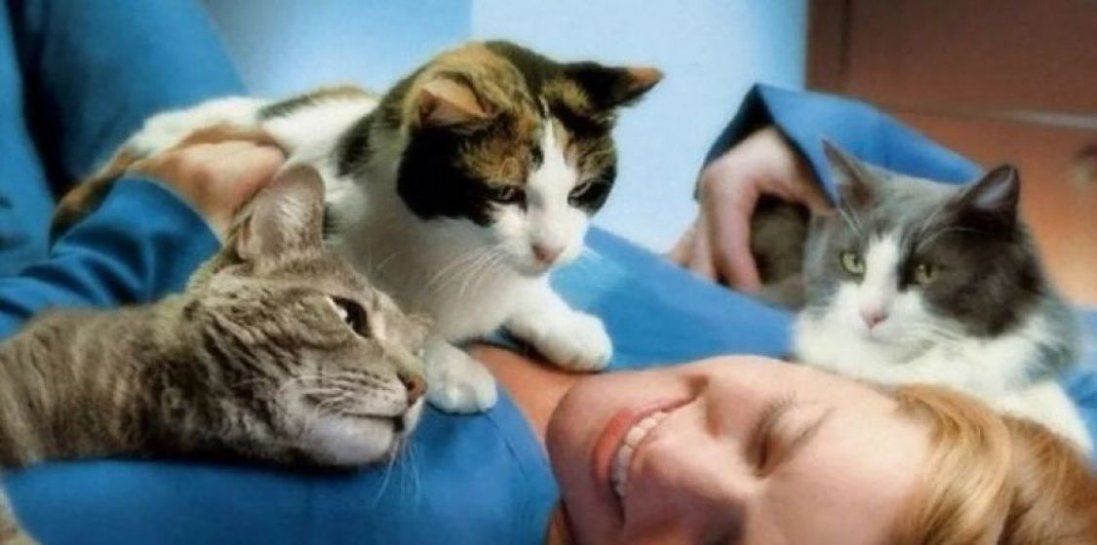 «Від серцевих нападів та високого тиску»: кішки здатні лікувати