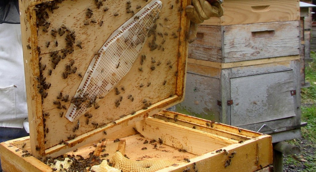 Как правильно выбрать улик для пчел?