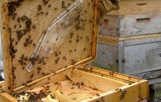 Как правильно выбрать улик для пчел?