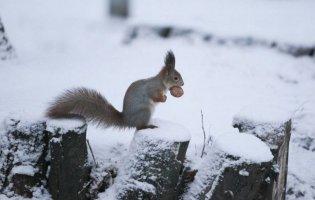 Морози і багато опадів: прогноз погоди в Україні на тиждень