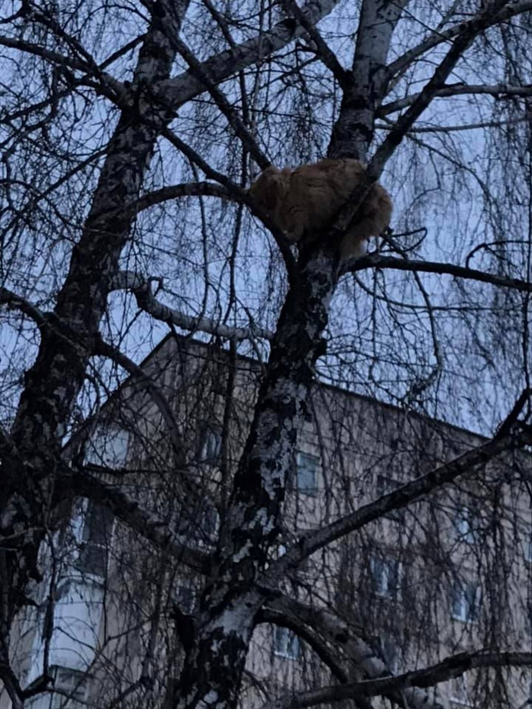 ДСНС їхати відмовилася: у Луцьку врятували кота, який 3 дні сидів на дереві