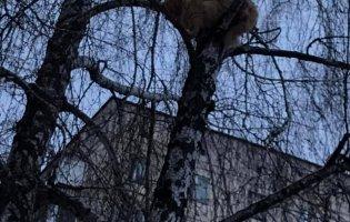 ДСНС їхати відмовилася: у Луцьку врятували кота, який 3 дні сидів на дереві