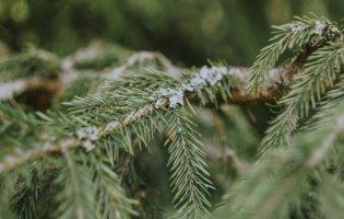 На Волині покарають 49 осіб, які рубали новорічні дерева