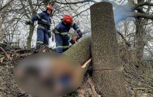 На Рівненщині дерево вбило чоловіка