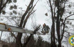 У Києві дерево впало на авто через вітер: є постраждалі