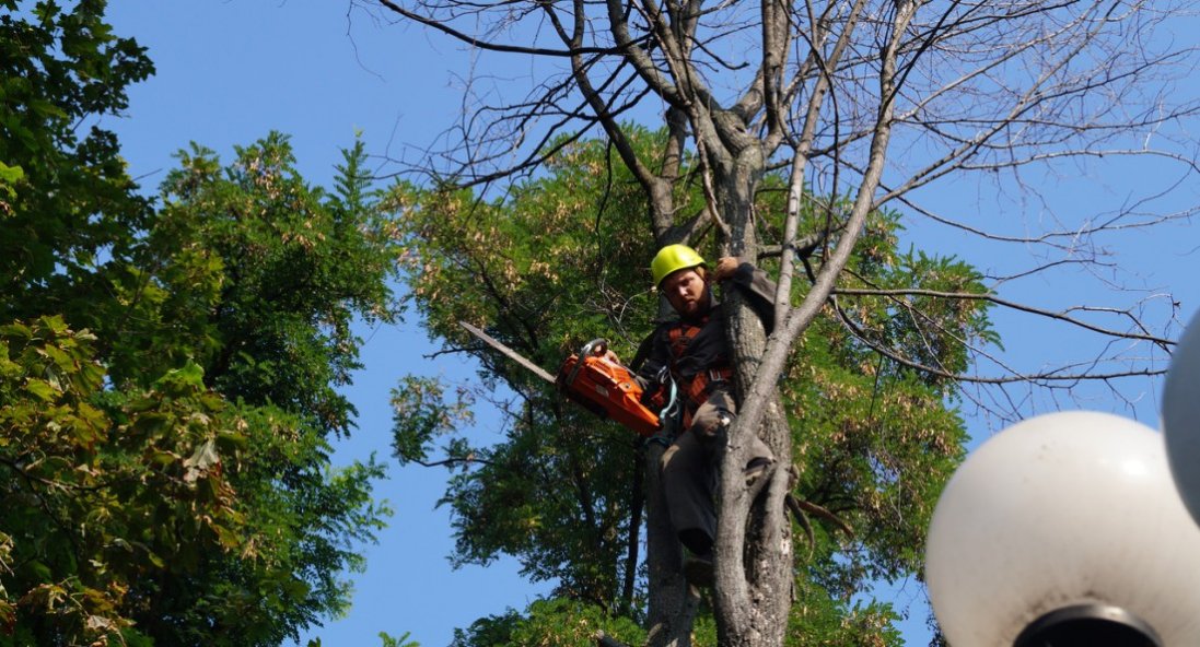 Луцька громада витратить більше 2 млн на зрізання дерев