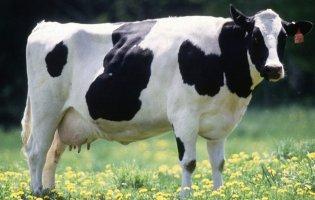 Волинські ветеринари вперше провели кесарів розтин корові