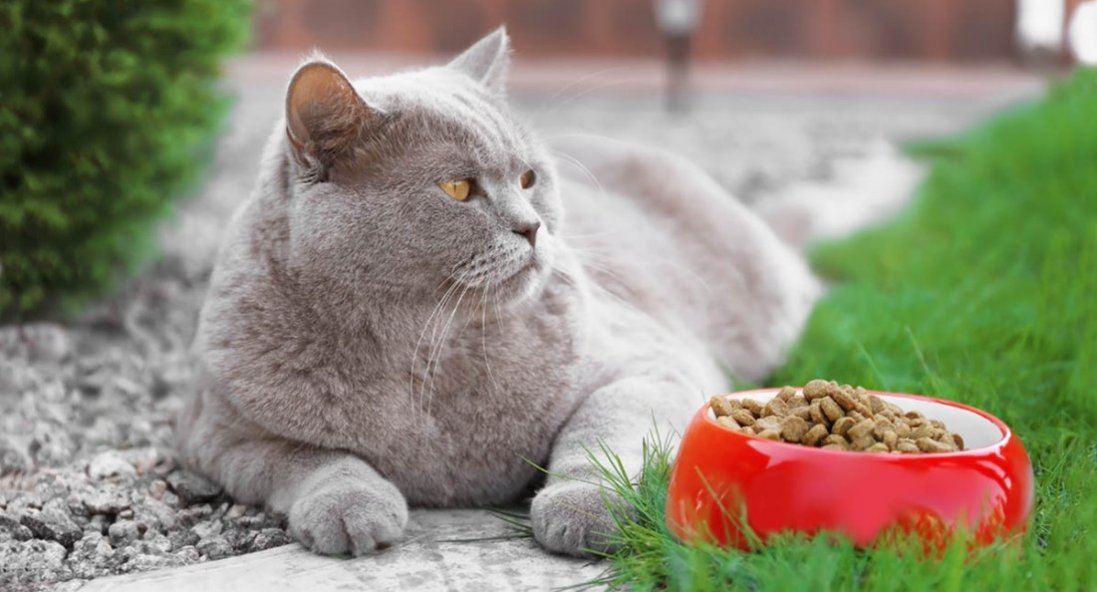 Качественный корм для котов – залог прекрасного самочувствия питомца