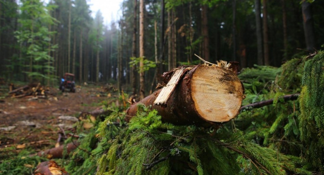 Окупанти планують вирубку та продаж українського лісу