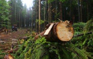 Окупанти планують вирубку та продаж українського лісу