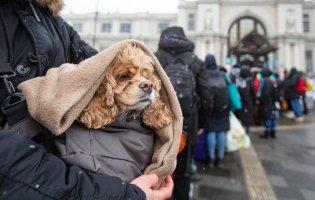 На Волині є ще понад 5 тисяч місць для евакуйованих українців