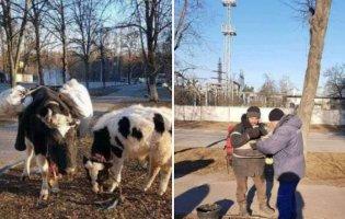 Чоловік пішки евакуювався з Ірпеня та ще й своїх корів забрав