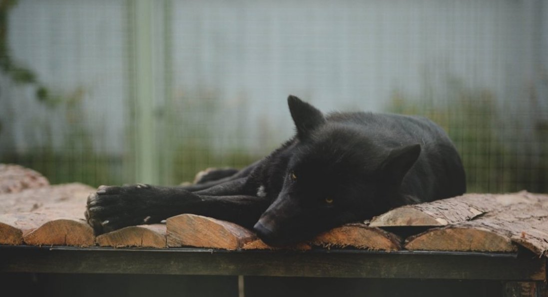 Тварини приречені на смерть: зоопарк на Київщині благає про гумдопомогу
