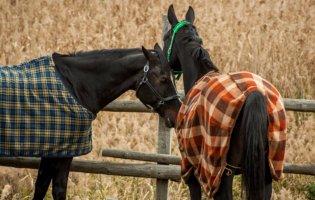 У Гостомелі бойовики спалили стайню для коней: тварини згоріли живцем