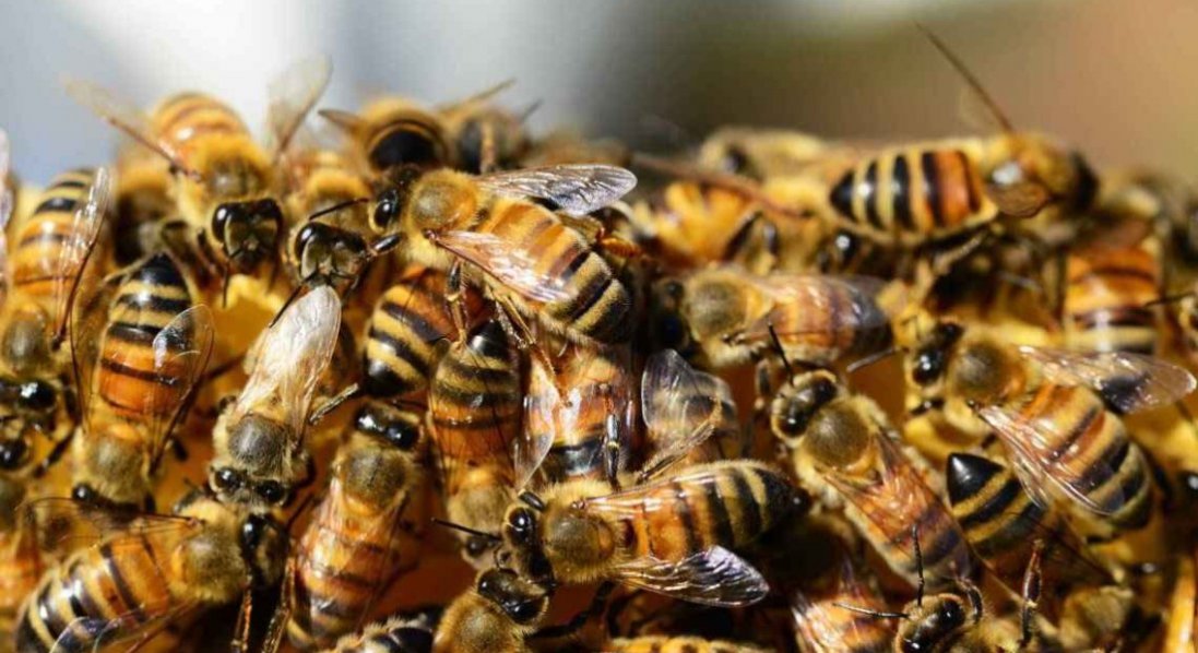 На Херсонщині бджоли напали на росіян: 25 - в лікарні, а троє померло
