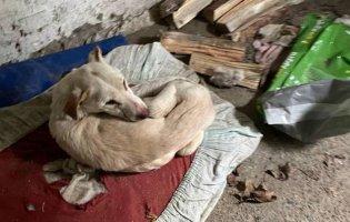 У притулку на Київщині через росіян із 485 тварин вижили лише 150