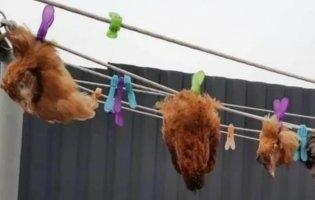 У Ворзелі російські окупанти на мотузках повісили курей