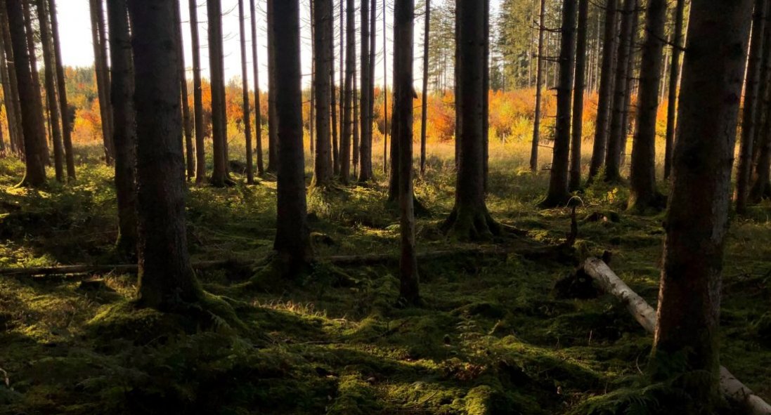 У Києві заборонили відвідувати ліси