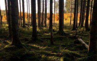 У Києві заборонили відвідувати ліси
