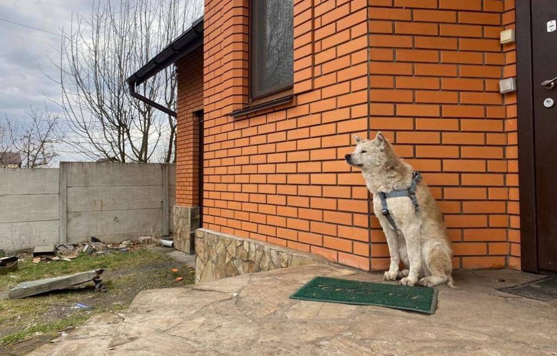 Хатіко з Макарова: собака Ріні місяць чекає на господиню