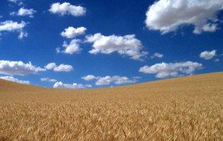 Із Запорізької області росіяни викрали 61 тонну пшениці