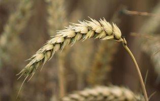 У Запорізькій області рашисти крадуть зерно або скуповують за вдвічі меншими цінами
