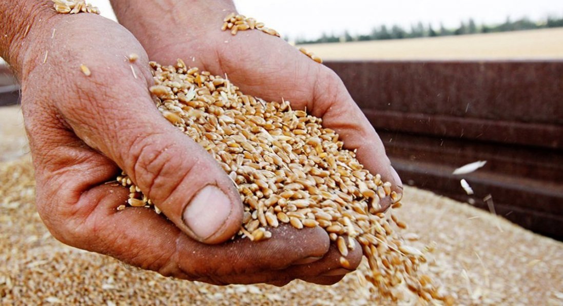 російські окупанти викрали кількасот тисяч тонн зернових із чотитрьох областей України