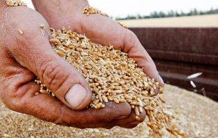 російські окупанти викрали кількасот тисяч тонн зернових із чотитрьох областей України