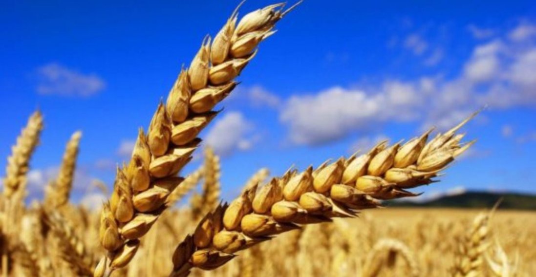 росія намагається продати зерно, вкрадене в Україні