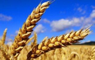 росія намагається продати зерно, вкрадене в Україні