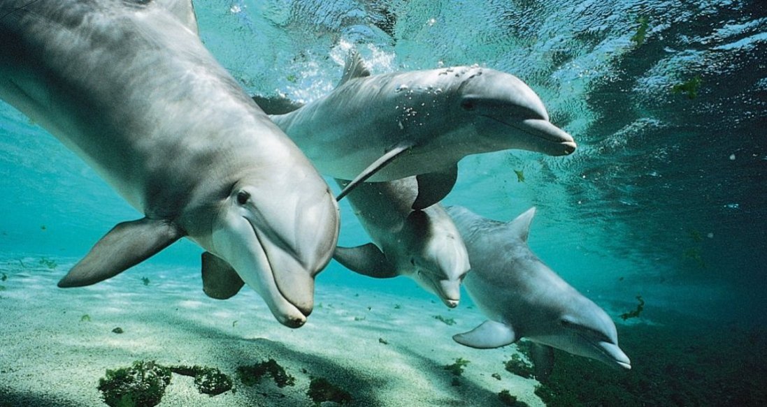 У морі Маріуполя фіксують масову загибель риби та дельфінів