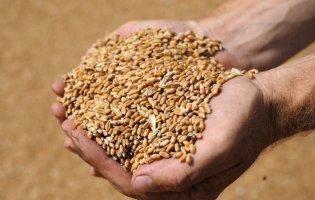 Туреччина купує українське зерно, яке вкрала росія