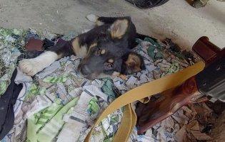 «Має грізний позивний Кабан», -  у тероборони Волині з’явився свій «Патрон»