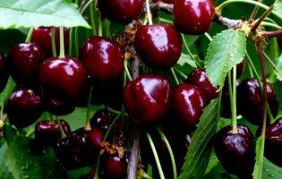 У Мелітополі фермери дали рашистам отруєну черешню