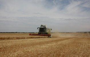 У двох областях України почався збір ранніх зернових культур