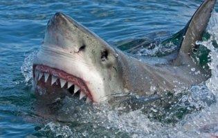 В Єгипті акула відкусила туристці руку і ногу: шокуюче відео