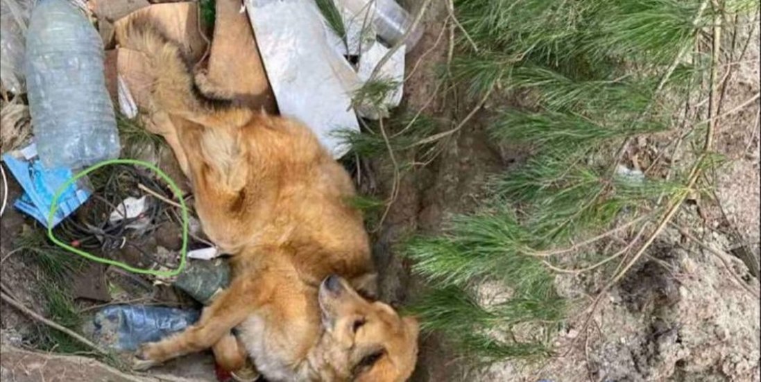 На Київщині знайшли побитого і замінованого собаку