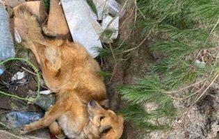 На Київщині знайшли побитого і замінованого собаку