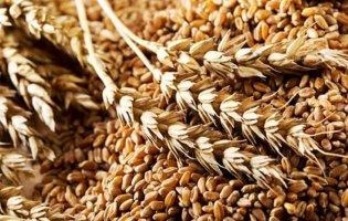 Що буде з краденим українським зерном, яке затримали в Туреччині