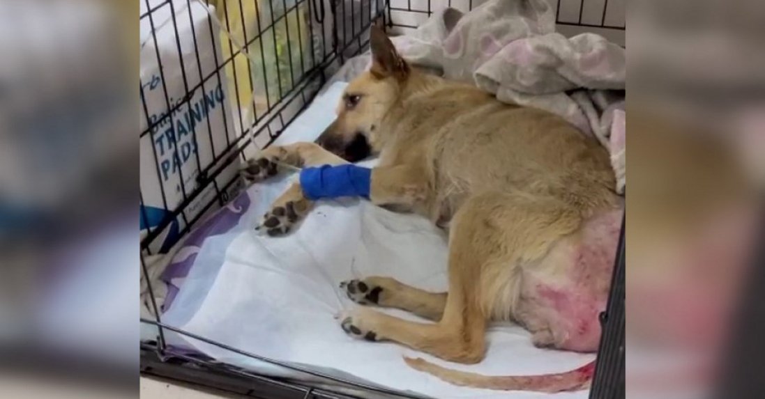 На Житомирщині врятували зґвалтовану собаку