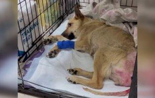 На Житомирщині врятували зґвалтовану собаку